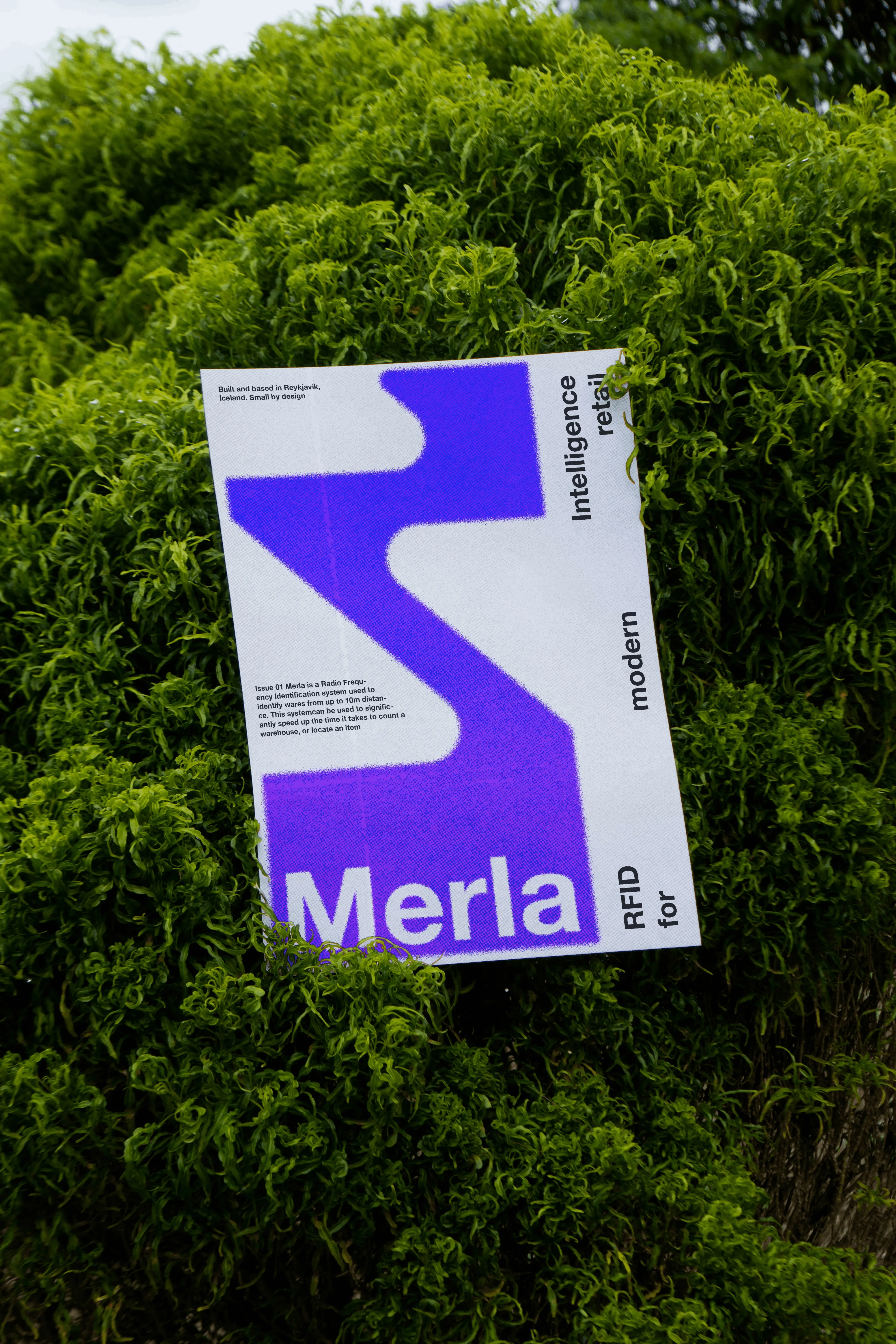 Merla image 6